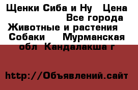 Щенки Сиба и Ну › Цена ­ 35000-85000 - Все города Животные и растения » Собаки   . Мурманская обл.,Кандалакша г.